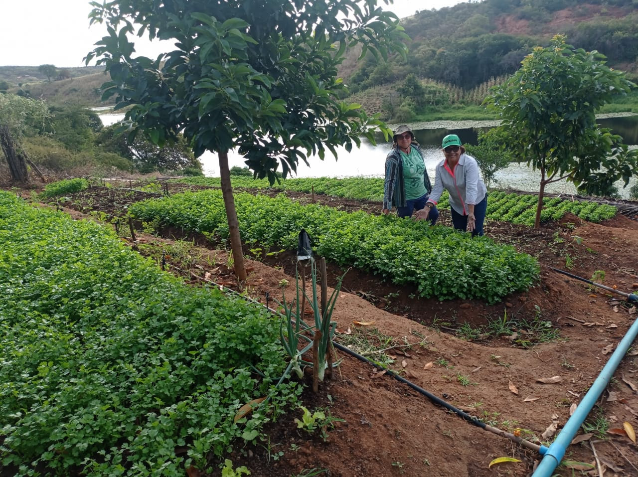 Os quintais produtivos ou caseiros são sistemas que integram vários sistemas como jardim, hortas e fruteiras.